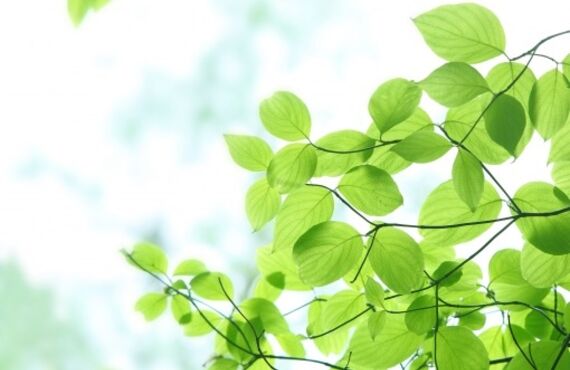 文京区の美容院では髪に優しいナチュラルハーブカラーを行っております