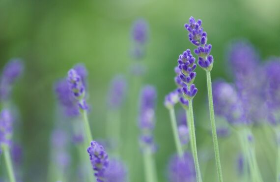 文京区の美容室では頭のコリが改善できるヘッドスパがオススメです。